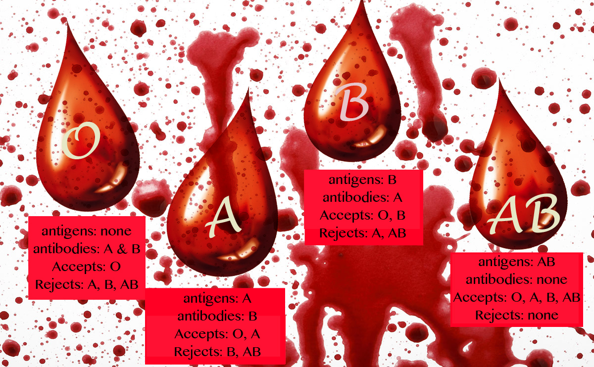 Eating According To Your Blood Type Chart